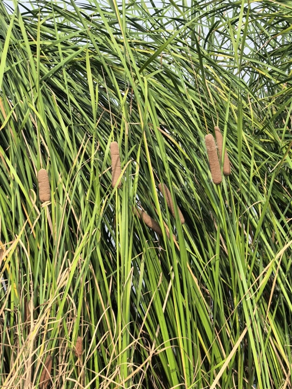 遇到这种“爆炸烤肠” 千万别随便捡回家!