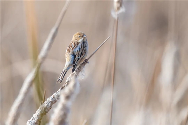 遇到这种“爆炸烤肠” 千万别随便捡回家!