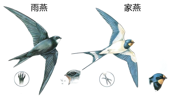 燕子过冬的“南方”到底在哪 为什么要长途迁徙呢