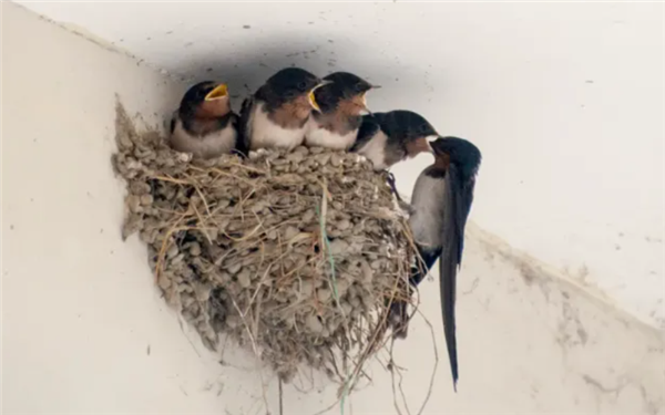 燕子过冬的“南方”到底在哪 为什么要长途迁徙呢