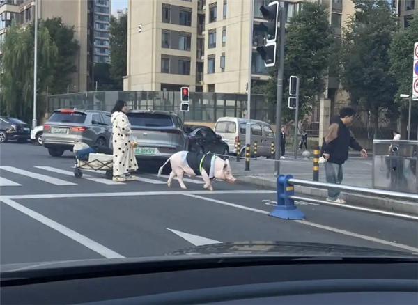 成都情侣遛130斤大猪引围观：有专属独立卫浴卧室  每月千元伙食费
