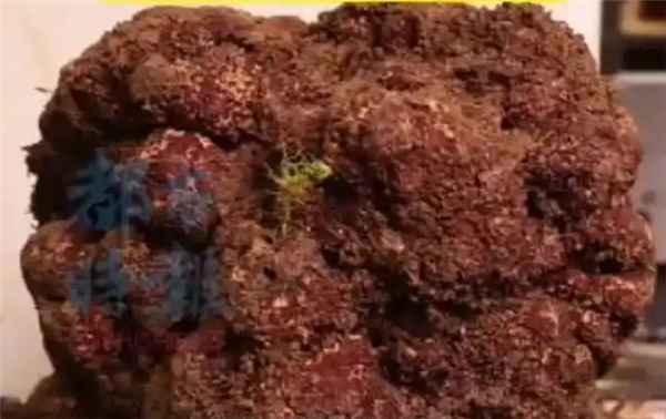 1.73公斤出价5万元！云南怒江发现全国最重黑松露