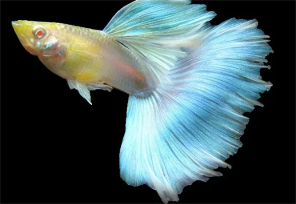 神奇海洋11月1日今日答案2025