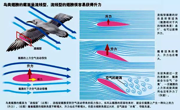 鸟类翅膀原理图