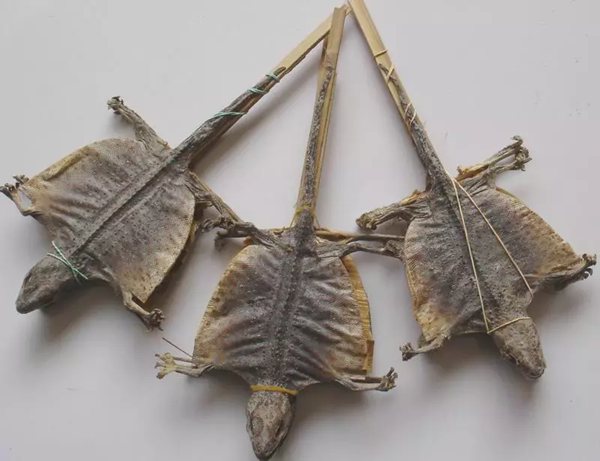 蛤蚧的功效与作用