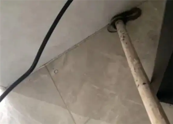 广州一居民家中出现蛇 物业：宠物蛇 已加强管理