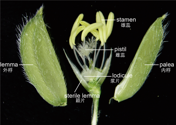 国家安全部曝光：间谍在我国非法搜集亲本种子！后果有多严重?