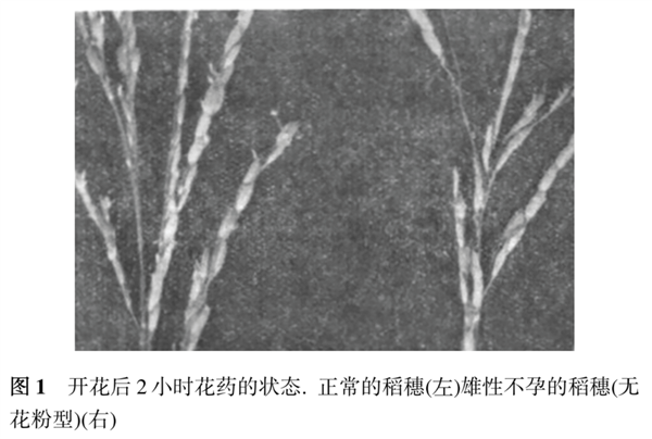 国家安全部曝光：间谍在我国非法搜集亲本种子！后果有多严重?