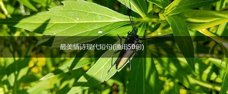 最美情诗现代短句(通用50句),第1张 最美情诗现代短句(通用50句),第1张