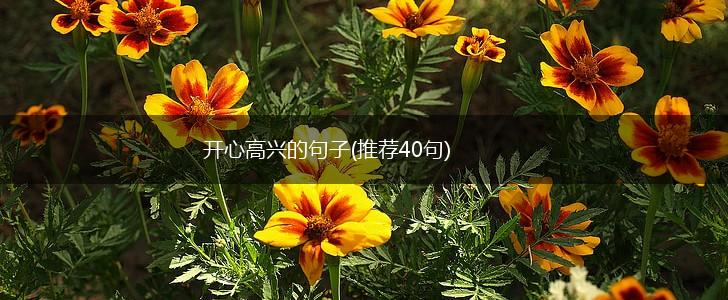 开心高兴的句子(推荐40句),第1张 开心高兴的句子(推荐40句),第1张