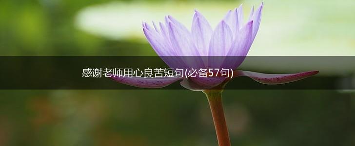 感谢老师用心良苦短句(必备57句),第1张 感谢老师用心良苦短句(必备57句),第1张