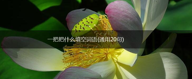 一把把什么填空词语(通用20句),第1张