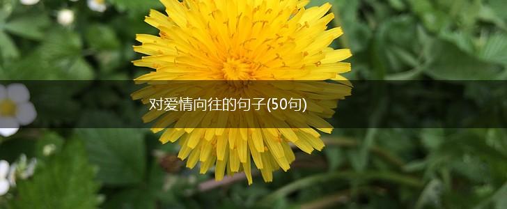 对爱情向往的句子(50句),第1张 对爱情向往的句子(50句),第1张