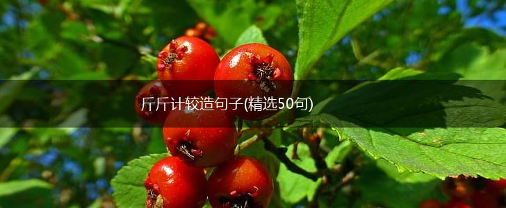 斤斤计较造句子(精选50句),第1张