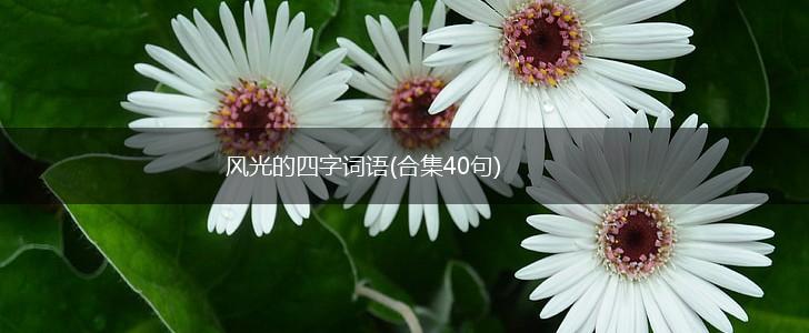 风光的四字词语(合集40句)