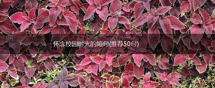 怀念校园时光的短句(推荐50句)