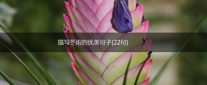 描写冬雨的优美句子(22句)