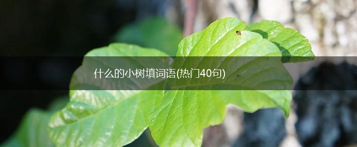 什么的小树填词语(热门40句)？