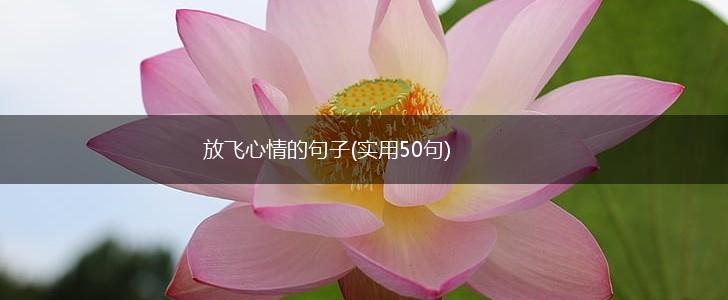 放飞心情的句子(实用50句)