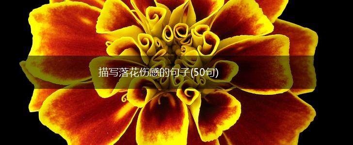 描写落花伤感的句子(50句)