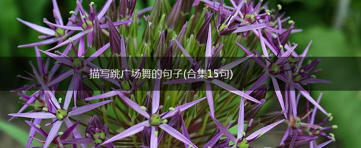 描写跳广场舞的句子(合集15句)