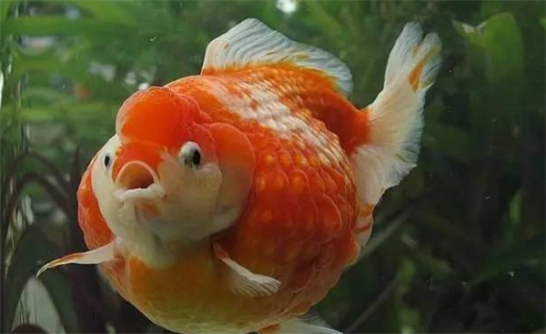 珍珠鳞金鱼的鳞片如果脱落,新长出的鳞片会?