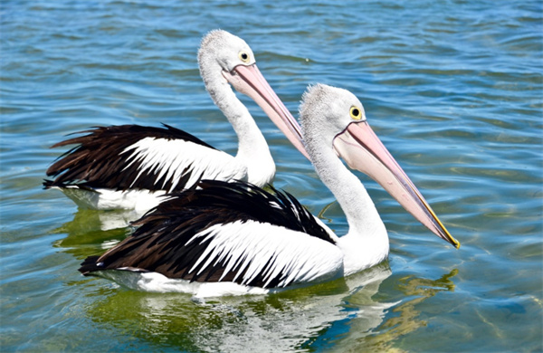 动物冷知识:鹈鹕最大的特征是?