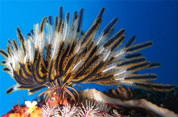 神奇海洋11月7日今日答案2025