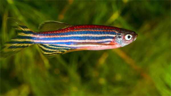 神奇海洋11月8日今日答案2025