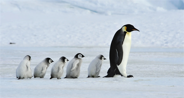 帝企鹅孵化行为图解