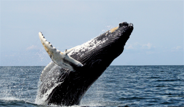 神奇海洋11月12日今日答案2025