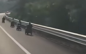 海南高速惊现5辆老年代步车：来过冬的 开导航直接上来了