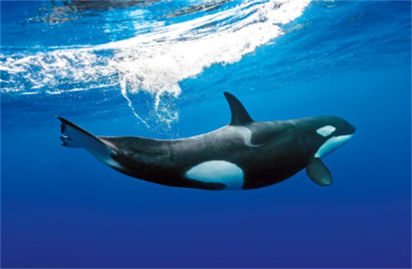 虎鲸生物特征解析