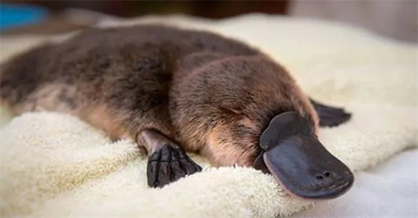 蚂蚁庄园11月15日今日答案2025