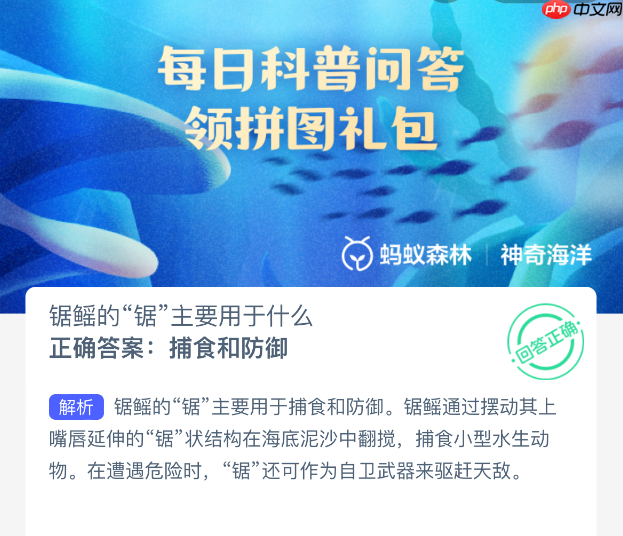 锯鳐的锯主要用于什么