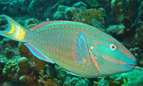 绿鹦鲷特征对比图