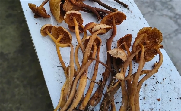 中午吃晚上又吃 5人误食剧毒蘑菇“条盖盔孢伞”致3死2伤