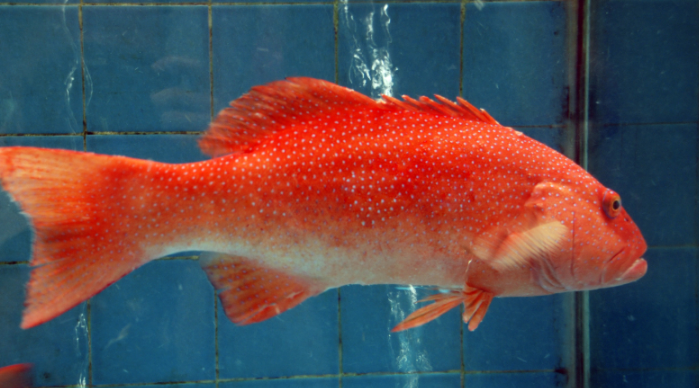 关于东星斑的特点以下哪一项是正确的