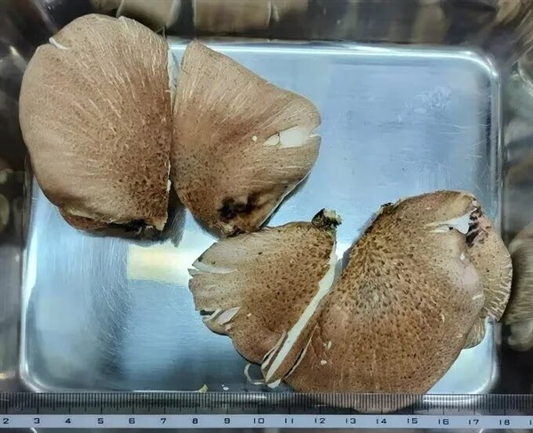 大爷进山采菇求助AI称无毒:吃下去半小时就坏事了