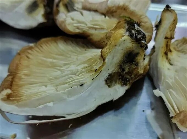 大爷进山采菇求助AI称无毒:吃下去半小时就坏事了