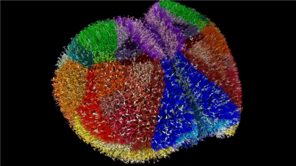 全球最真实动物大脑模型诞生：260亿个神经元突触！