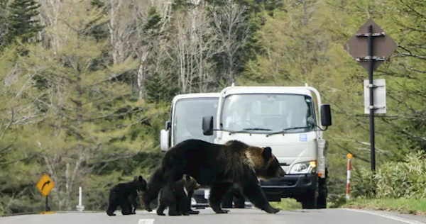 又有熊杀人事件!日本登山者遗体全身抓痕疑遭熊袭击