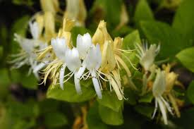 忍冬花别名有哪些-忍冬花的别名是什么