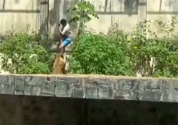 巴西19岁男子闯入狮子园区被母狮子咬死:监控拍下全程