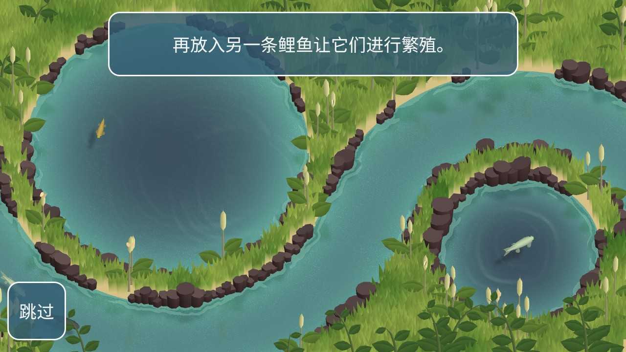 锦鲤农场鲤鱼繁殖过程