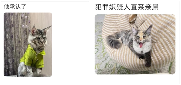 电影《疯狂动物城2》热映：一夜之间所有的缅因猫都在被盘问