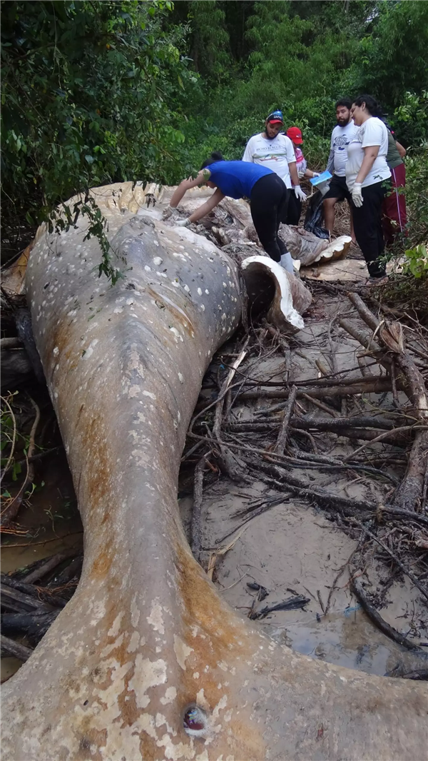 8米长10吨重的座头鲸 神秘现身亚马逊丛林！