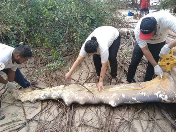 8米长10吨重的座头鲸 神秘现身亚马逊丛林！