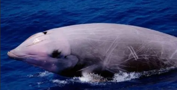 以下哪种鲸有鹅嘴鲸的别称