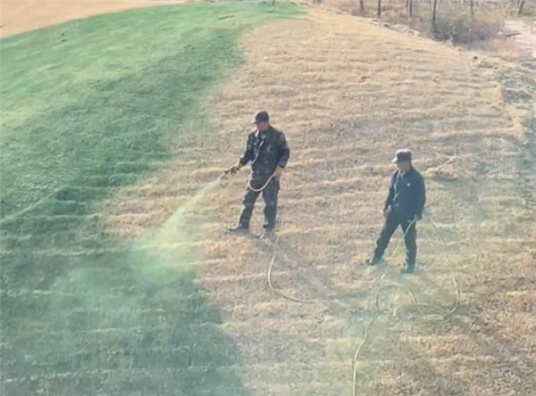 陕西一地给枯草喷颜料 当地回应:为美观调配的营养液